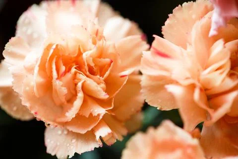 Two pink carnation flowers. Spring drops of water or dew on beautiful flower Stock Photos