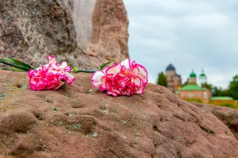 Two pink carnations on a stone and churches on background. Stock Photos