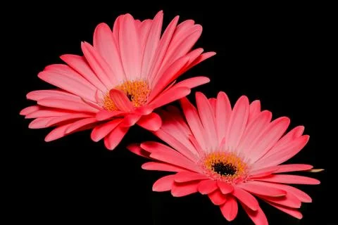 Two Pink Daisies Studio Shot Stock Photos