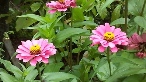 Two pink daisy flower double bloom on the garden Stock Footage 124455089