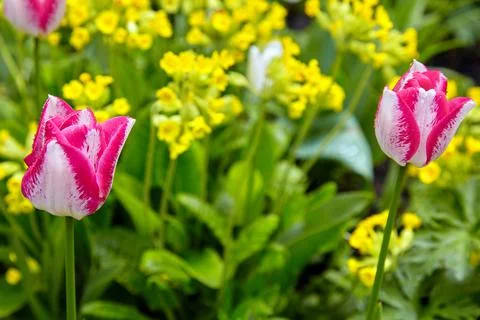 Two pink double tulips on a background of yellow flowers Stock Photos