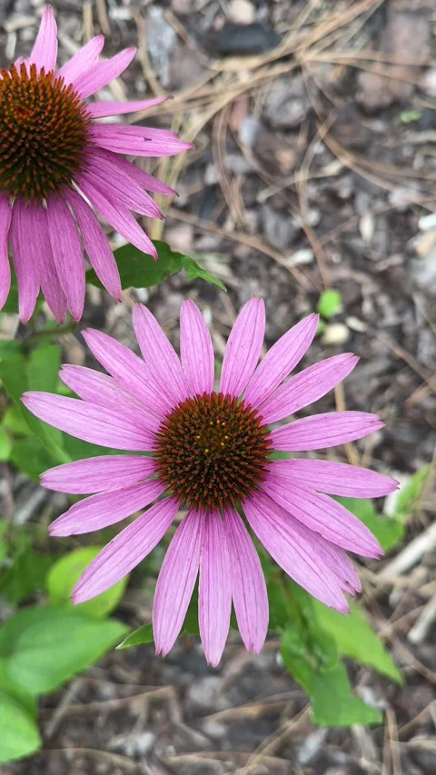Two Pink Echinacea Flowers Blooming in Summer Garden Stock Footage 344061304