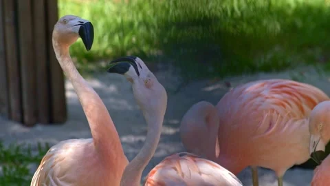 Two pink flamingos interacting with each other outdoors Stock Footage 287049925