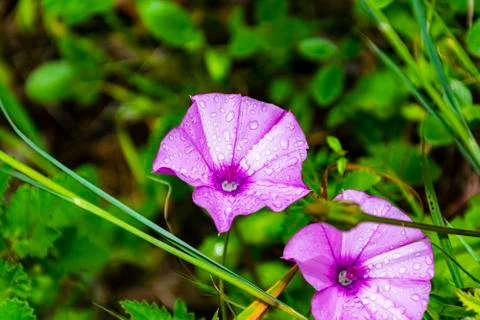 Two pink flower with daw Stock Photos