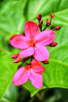 Two pink flower Stock Photos