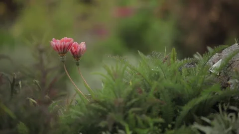 Two Pink Flowers Dance in the Breeze in This Magical Garden Stock Footage 133748918