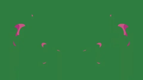 Two pink flowers on ears isolated on green screen background Stock Footage 336890035