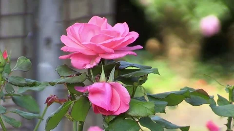 Two Pink Flowers Видео 69234907