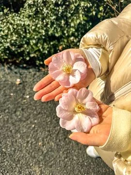 Two Pink Flowers Held in Hands Stock Photos
