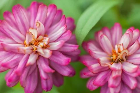 Two pink flowers Stock Photos