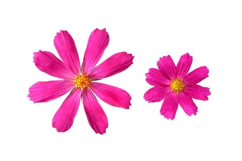 Two pink flowers Foto stock