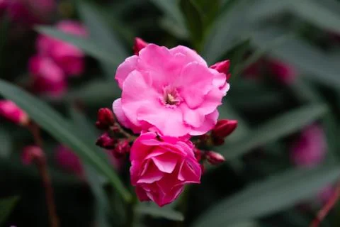 Two pink flowers Stock Photos