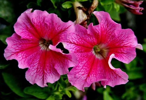 Two pink flowers. Foto stock