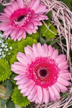 Two pink gerbera Stock Photos