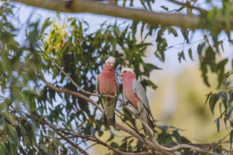 Two Pink Grey Galah Cockatoo preening in a tree Stock Photos