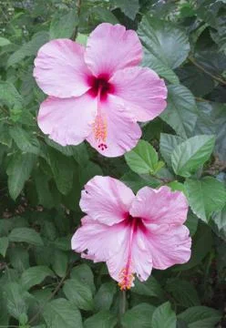 Two pink Hibiscus Stock Photos