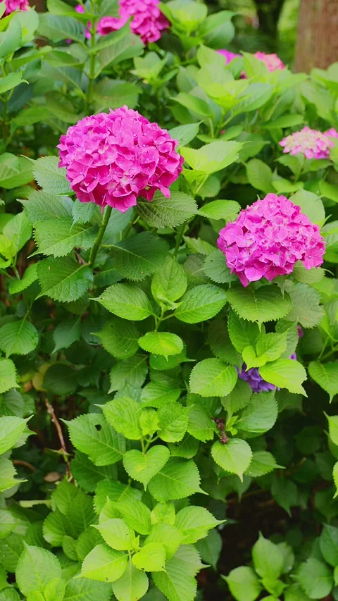 Two pink hydrangea flowers blooming on a lush green shrub Stock Footage 337678741