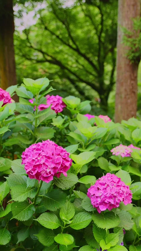 Two pink hydrangea flowers blooming on a lush green shrub Stock Footage 337678742