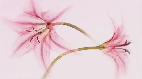 Two pink lilies blooming with translucent xray petals on soft pink backgrou.. Stock Footage 336087754