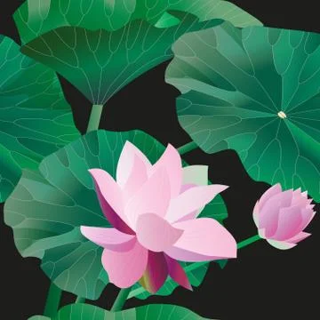 Two pink lotus on stalks with leaves on a black background. Vect Stock Illustration
