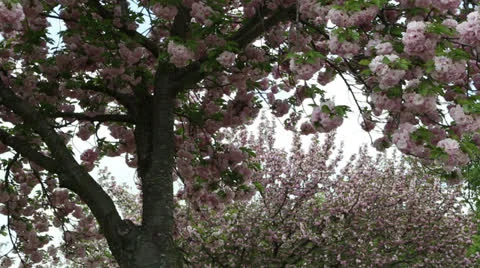 Two pink ornamental spring trees blooming Stock Footage 22772159