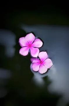 Two pink  periwinkle flowers on the pond water Stock Photos