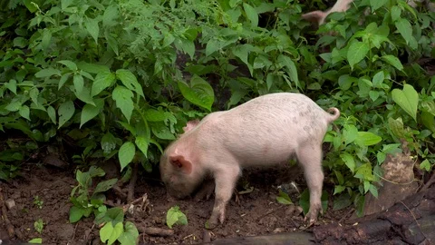 Two pink pigs covered with mud looking for food Stock Footage 92198062