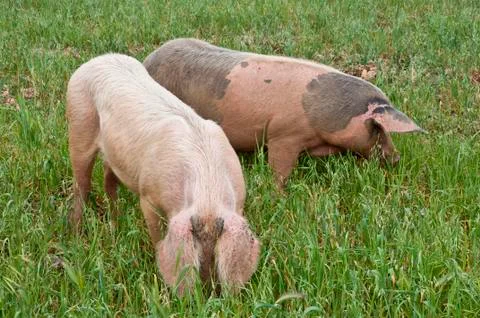 Two pink pigs Stock Photos