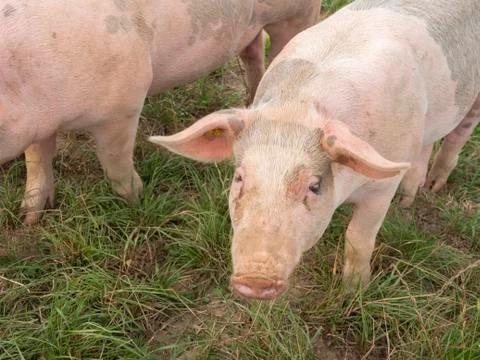 Two pink pigs Stock Photos