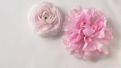 Two pink Ranunculus asiaticus flowers floating in water with gentle ripple Stock Footage 335806520