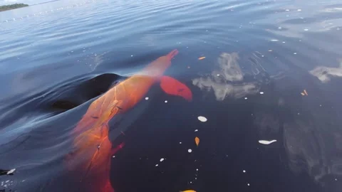 Two Pink river dolphins are swimming and spinning and fighting for food. Video stock 309317097