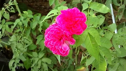 Two pink rose flower on the tree Video stock 121398988