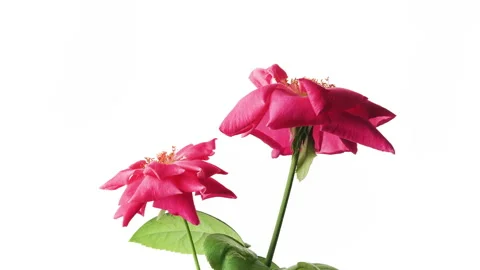 Two pink rose flower withered isolated on white background Stock Footage 142678309