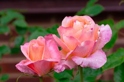 Two pink rose Stockfoto's