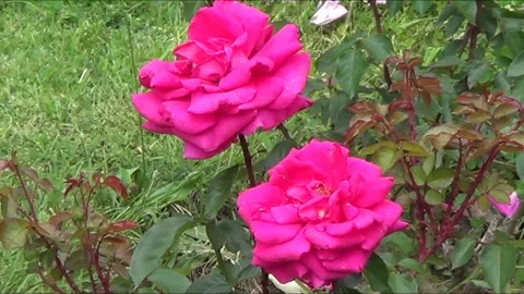 Two pink roses Stock Footage 338092601