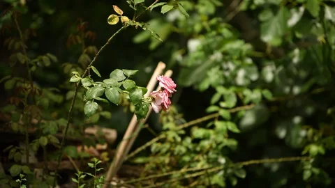 Two pink roses moved by the wind still shoot close up Stock Footage 111339898