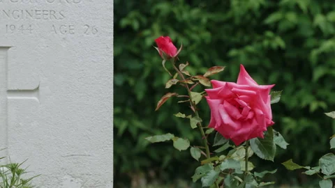 Two pink roses next to a headstone in a WW2 CWGC cemetery. 4K locked tripod Stock Footage 142386669