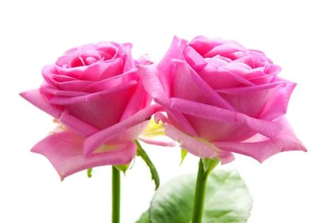 Two pink roses Stock-Fotos