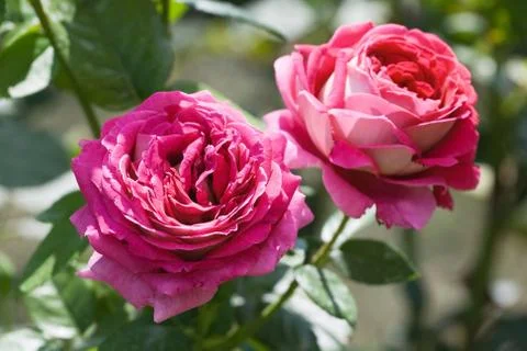 Two pink roses Stock Photos
