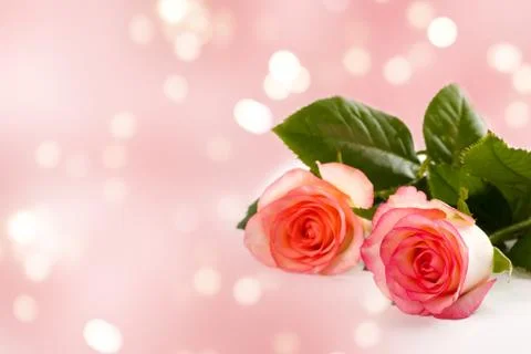 Two pink roses Stock Photos