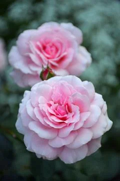 Two pink roses Stock Photos