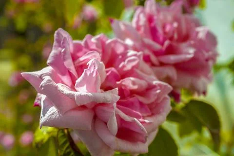 Two Pink Roses in Selective Focus Composition Stock Photos