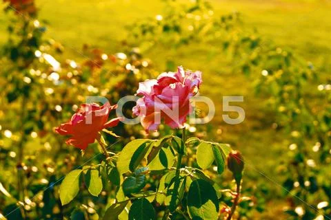 Two pink roses vintage colors shot. Colorized image of fresh summer roses in Stock Photos