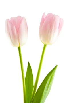 Two pink tulips Stock Photos