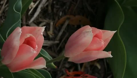 Two pink tulips vertical Stock Footage 11019799