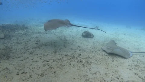 Two pink whiprays swimming over ocean floor near the jetty. Indian ocean Stock Footage 119524917
