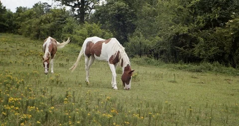 Two Pintos grazing in a field Stock Footage 111434523
