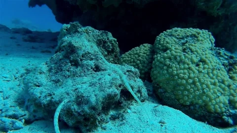 Two Pipefish Underwater, Eilat Stock Footage 142622923
