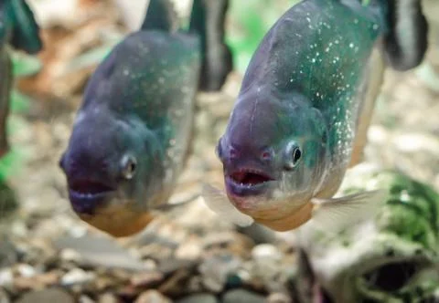 Two piranha fish in water close up Foto stock