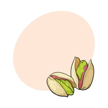 Two pistachio nuts, hand drawn isolated sketch style vector illustration Illustrazione stock
